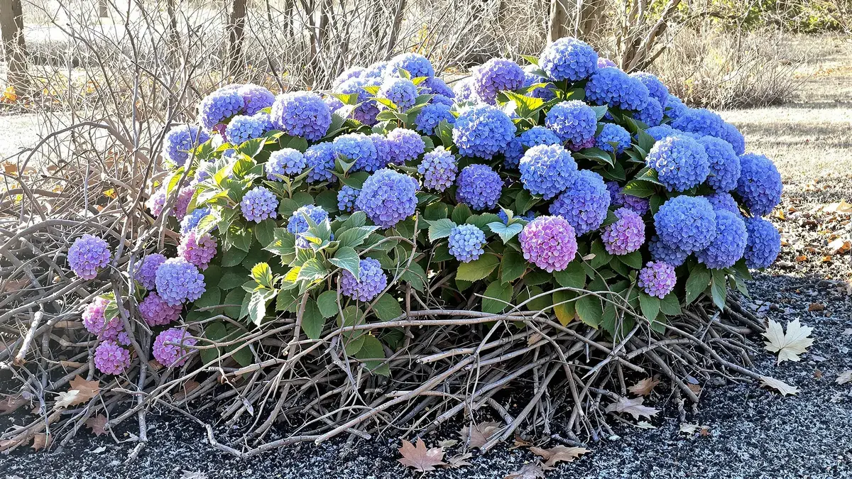 Het belang van dit element voor uw hortensia’s voor de winter